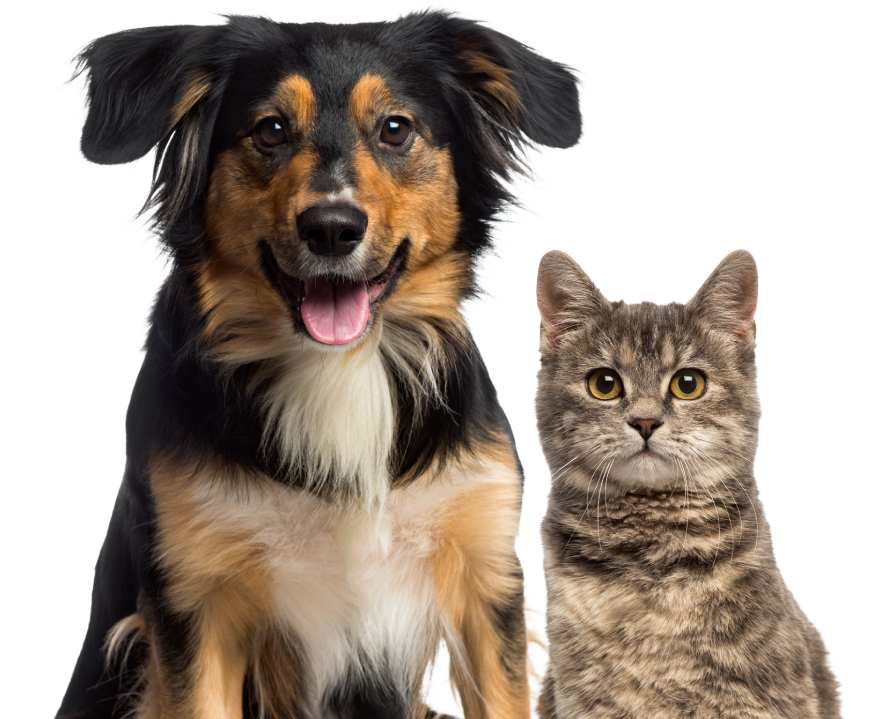 News – Pet Science